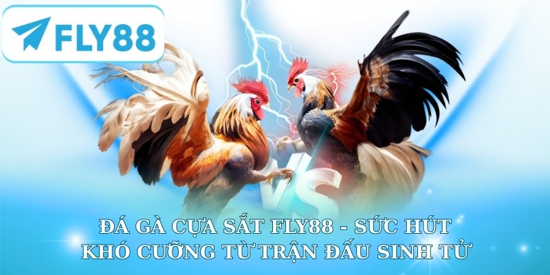 Đá Gà Cựa Sắt Fly88 - Sức Hút Khó Cưỡng Từ Trận Đấu Sinh Tử