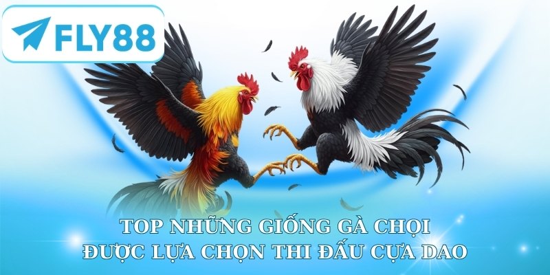 Top những giống gà chọi được lựa chọn thi đấu cựa dao